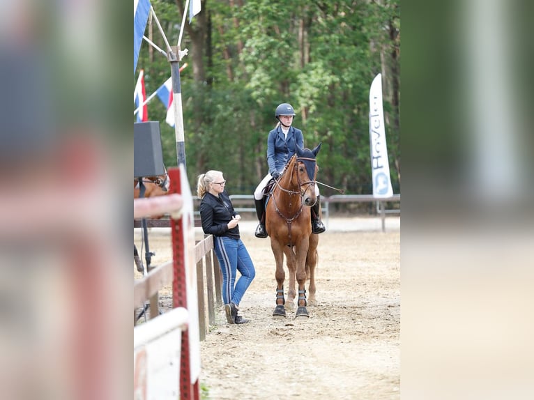 KWPN Wallach 14 Jahre 171 cm Fuchs in Holthees
