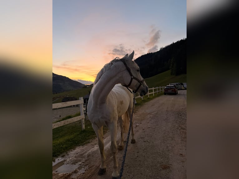KWPN Wallach 14 Jahre 172 cm Fliegenschimmel in Schladming