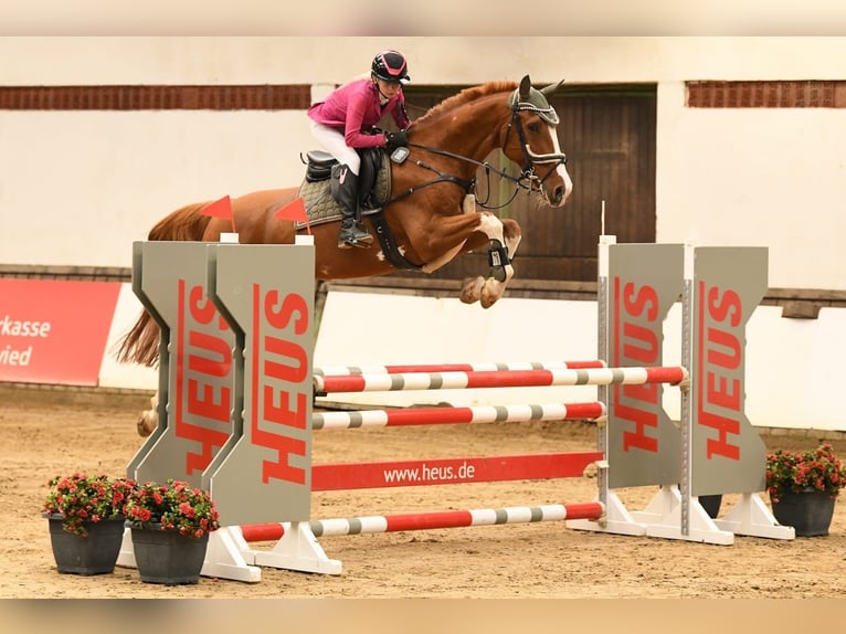 KWPN Wallach 14 Jahre 172 cm Fuchs in Neustadt (Wied)