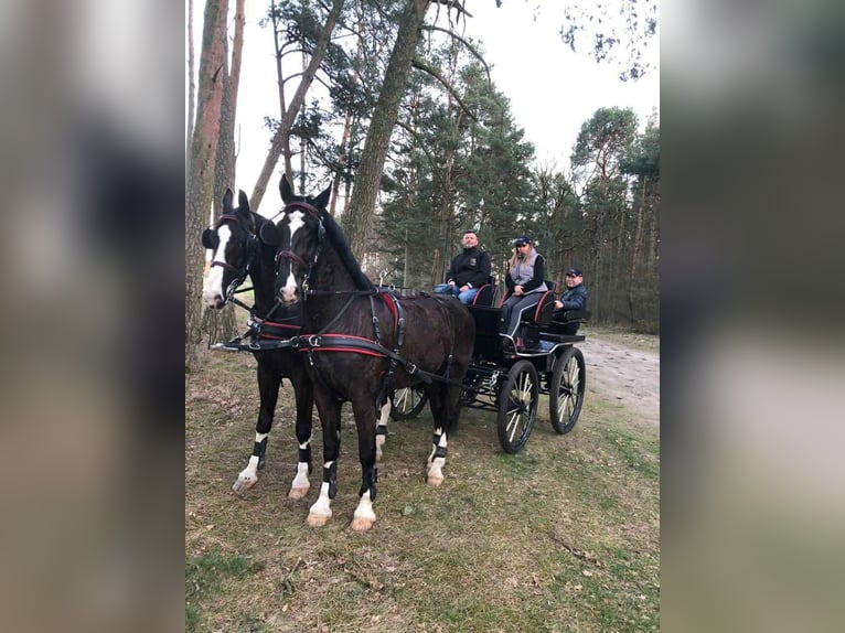 KWPN Wallach 14 Jahre 172 cm Rappe in krajenka