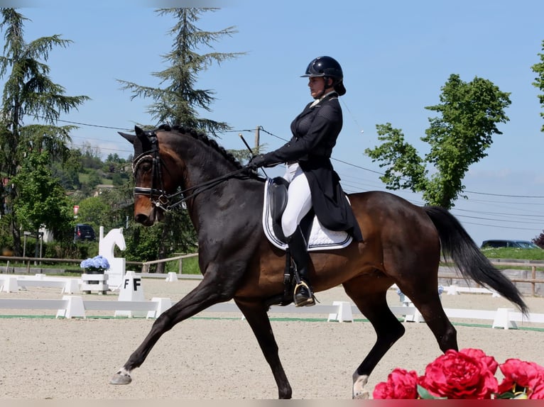 KWPN Wallach 14 Jahre 173 cm Dunkelbrauner in Ain