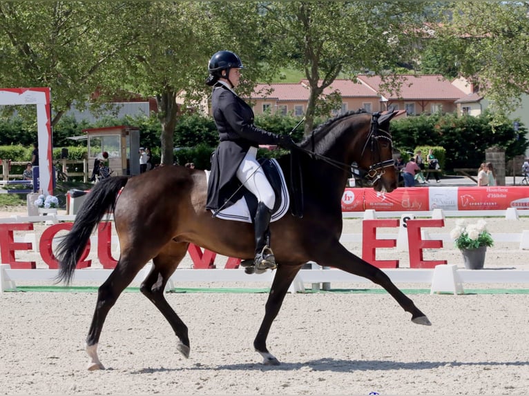 KWPN Wallach 14 Jahre 173 cm Dunkelbrauner in Ain