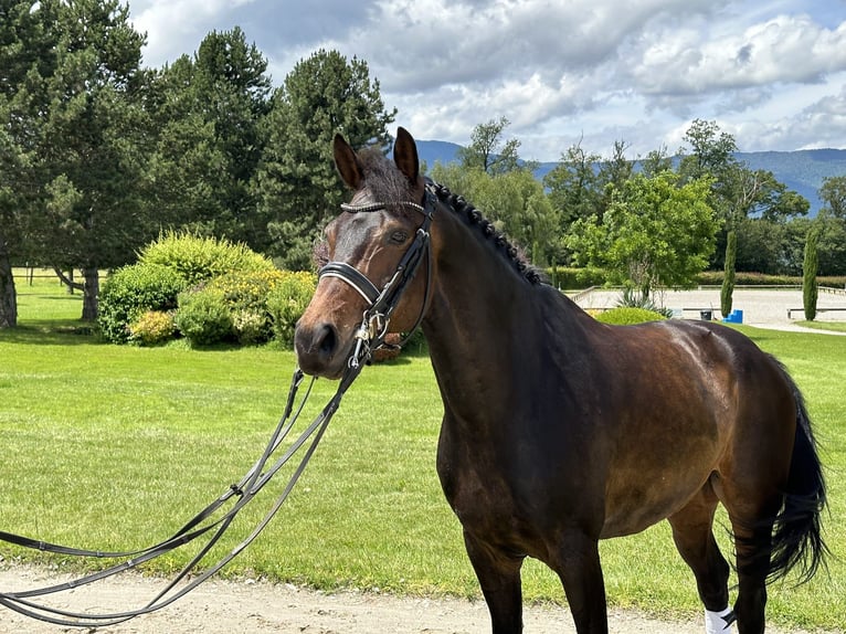 KWPN Wallach 14 Jahre 173 cm Dunkelbrauner in Ain