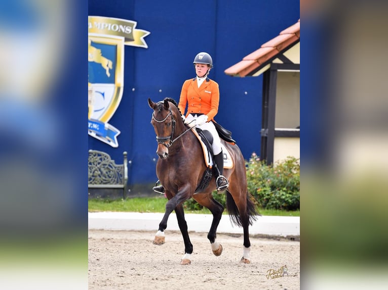 KWPN Wallach 14 Jahre 174 cm Dunkelbrauner in Roden