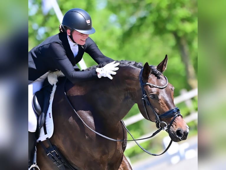KWPN Wallach 14 Jahre 174 cm Dunkelbrauner in Roden