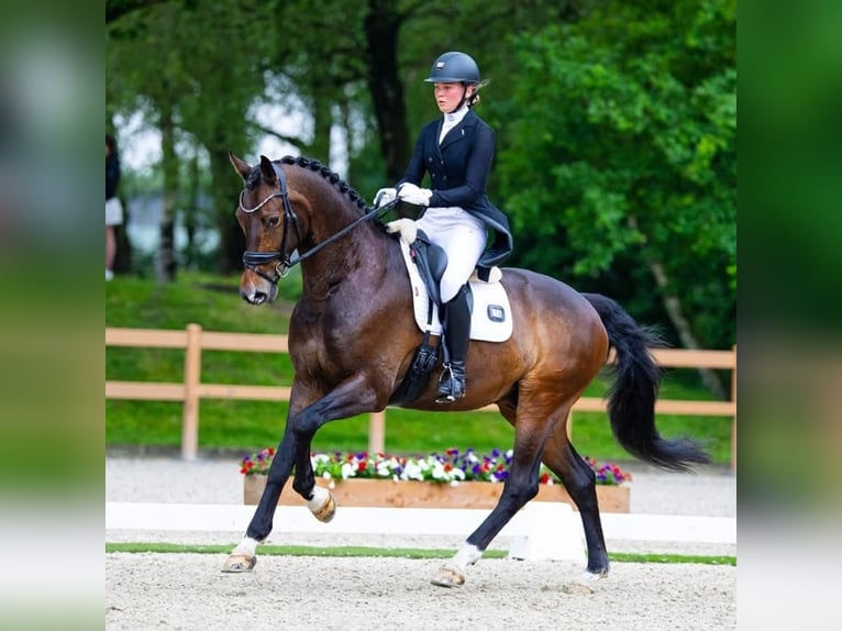 KWPN Wallach 14 Jahre 174 cm Dunkelbrauner in Roden