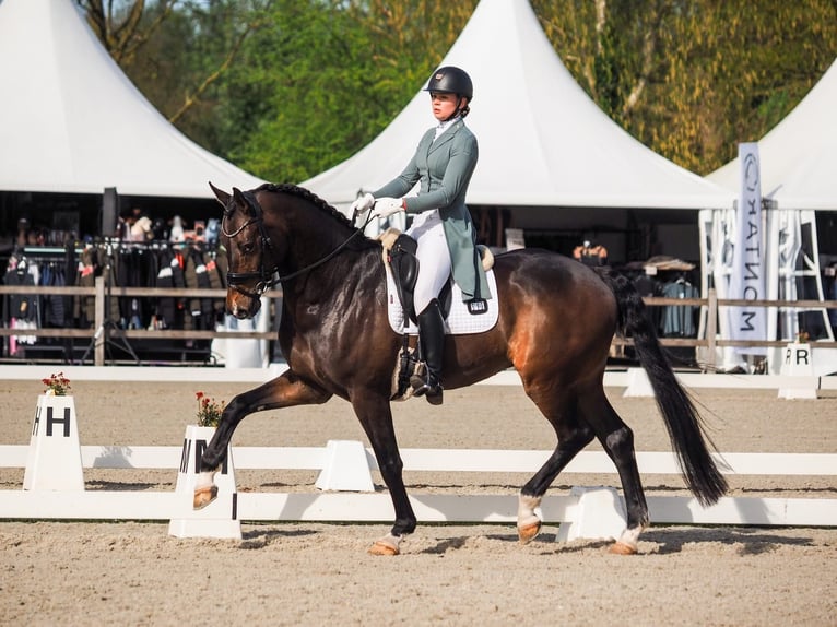 KWPN Wallach 14 Jahre 174 cm Dunkelbrauner in Roden