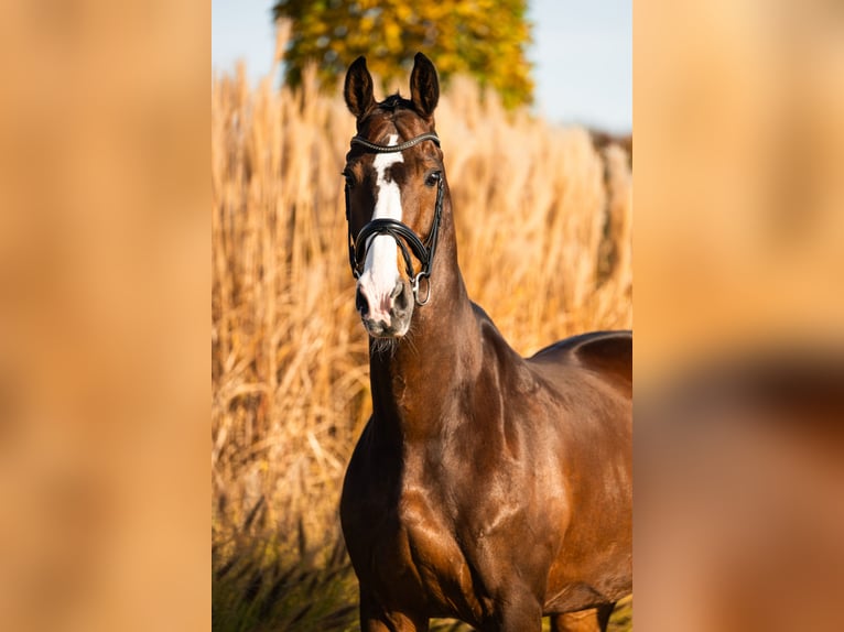 KWPN Wallach 14 Jahre 174 cm Rotbrauner in Mol