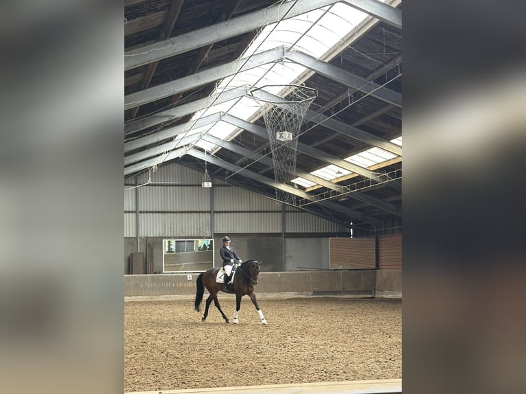 KWPN Wallach 14 Jahre 180 cm Dunkelbrauner in Capelle aan den IJssel