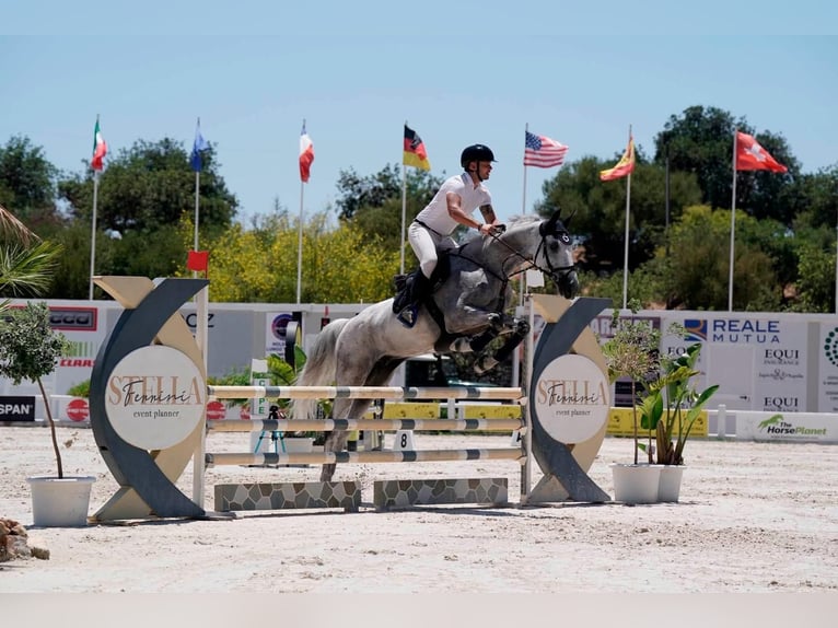 KWPN Wallach 14 Jahre 180 cm Schimmel in Solarino