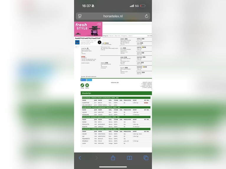 KWPN Wallach 14 Jahre 181 cm Schimmel in Bonheiden