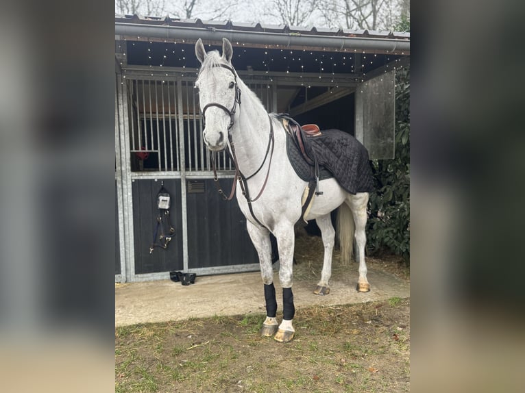 KWPN Wallach 14 Jahre 181 cm Schimmel in Bonheiden