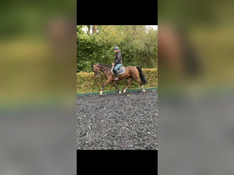 KWPN Wallach 15 Jahre 163 cm Brauner in Modautal