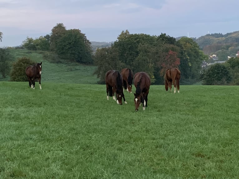 KWPN Wallach 15 Jahre 163 cm Brauner in Modautal