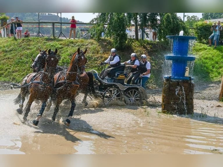 KWPN Wallach 15 Jahre 163 cm Brauner in Modautal