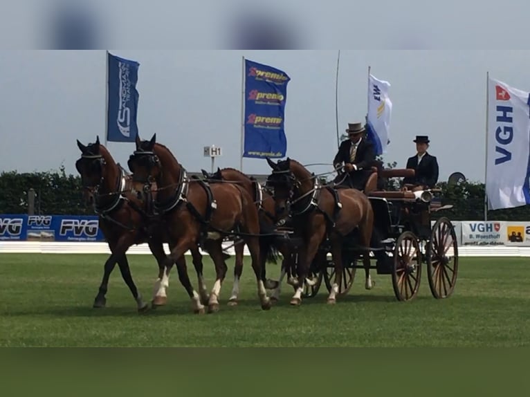 KWPN Wallach 15 Jahre 163 cm Brauner in Modautal