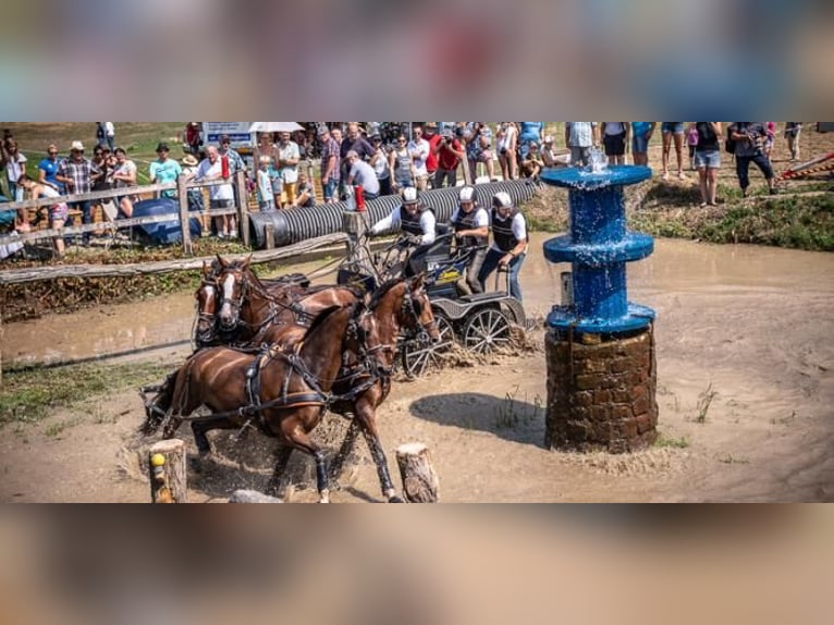 KWPN Wallach 15 Jahre 163 cm Brauner in Modautal