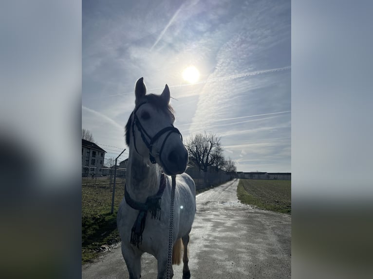 KWPN Mix Wallach 15 Jahre 165 cm Apfelschimmel in Hügelsheim