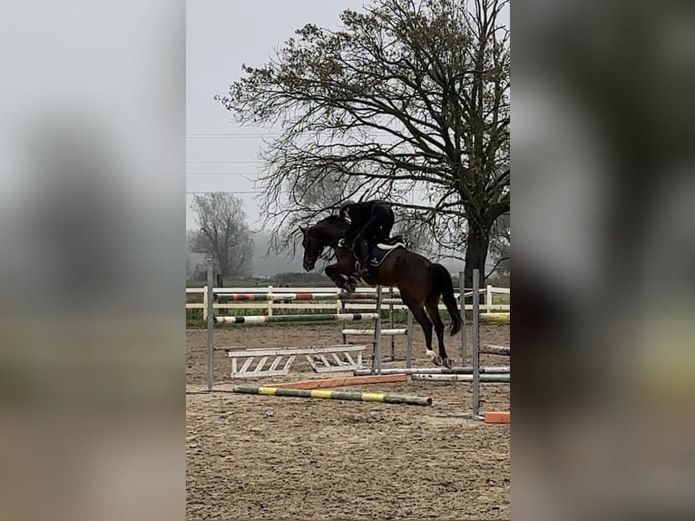 KWPN Wallach 15 Jahre 165 cm Dunkelbrauner in Domžale