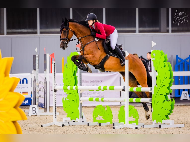 KWPN Wallach 15 Jahre 166 cm Brauner in Bro&#x144;czyce