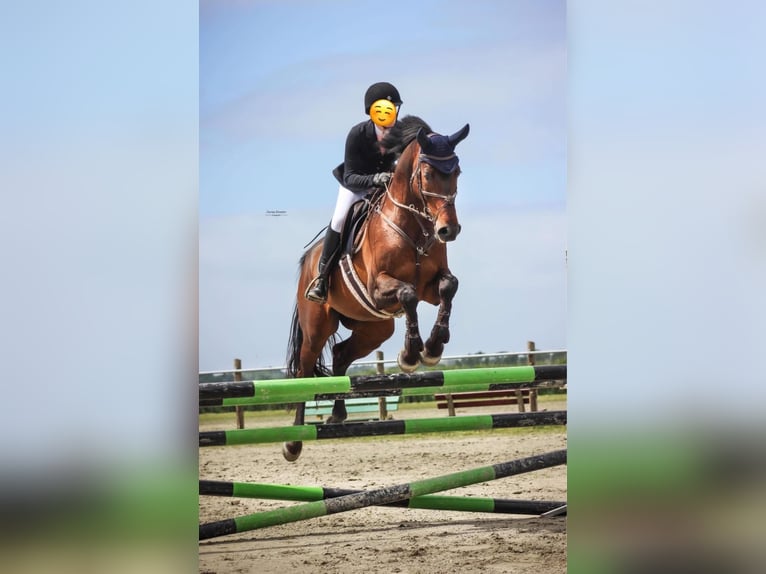 KWPN Wallach 15 Jahre 167 cm Brauner in Noord-Sleen