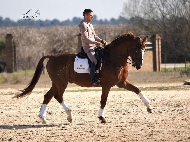 KWPN Wallach 15 Jahre 167 cm Fuchs in Navas Del Madroño