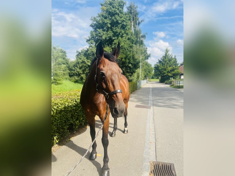 KWPN Wallach 15 Jahre 168 cm Brauner in Dietikon
