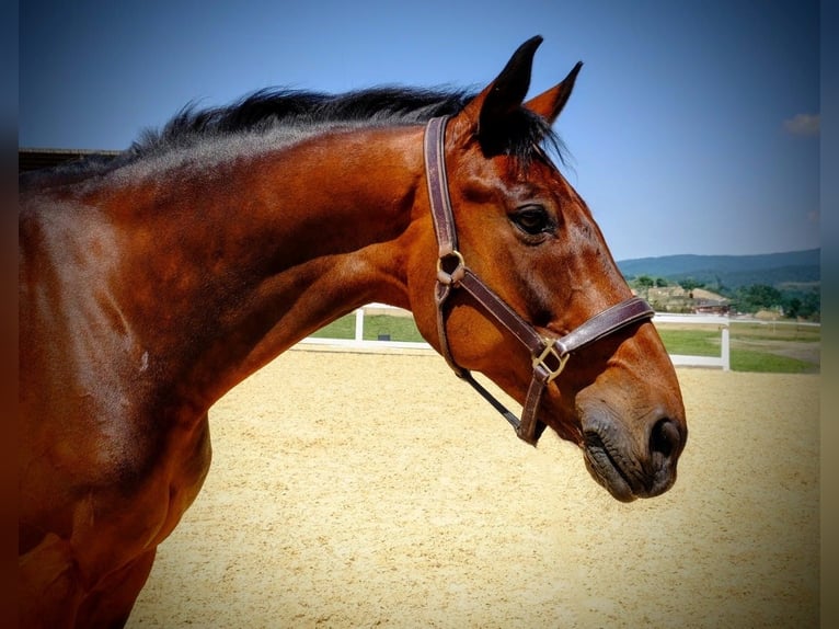 KWPN Wallach 15 Jahre 168 cm Brauner in Dietikon