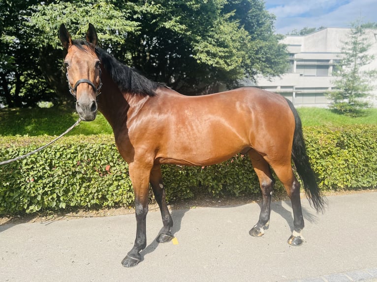 KWPN Wallach 15 Jahre 168 cm Brauner in Dietikon