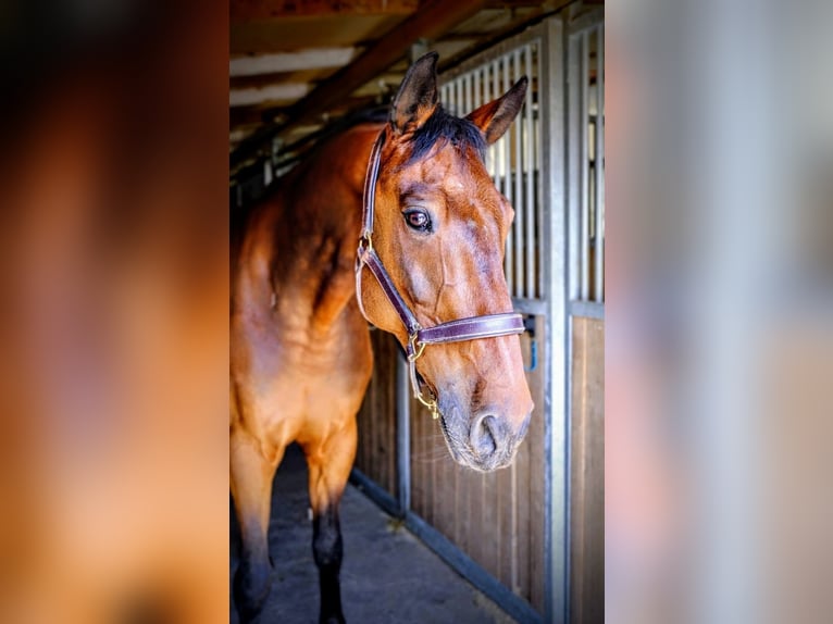 KWPN Wallach 15 Jahre 168 cm Brauner in Dietikon