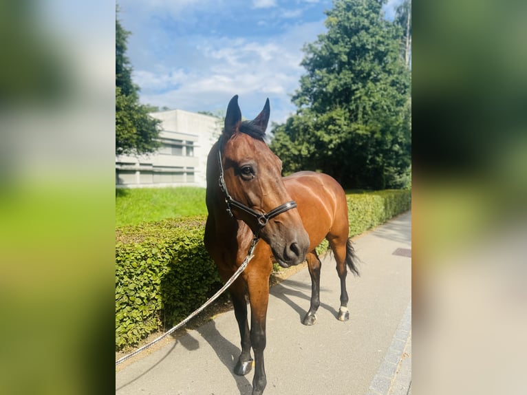 KWPN Wallach 15 Jahre 168 cm Brauner in Dietikon