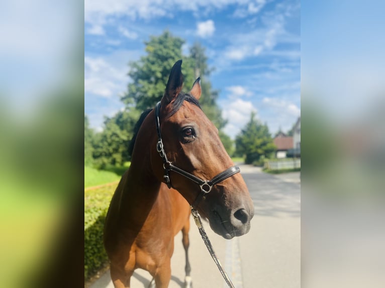 KWPN Wallach 15 Jahre 168 cm Brauner in Dietikon
