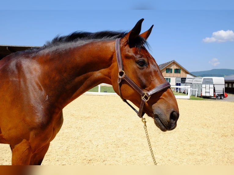 KWPN Wallach 15 Jahre 168 cm Brauner in Dietikon