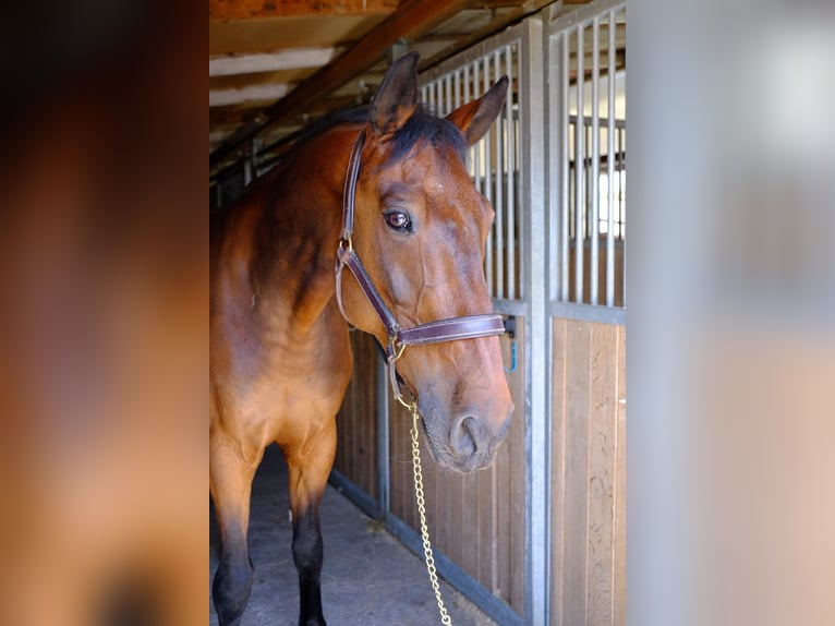 KWPN Wallach 15 Jahre 168 cm Brauner in Dietikon