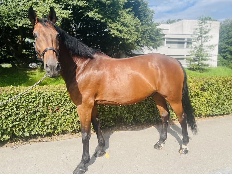KWPN Wallach 15 Jahre 168 cm Brauner in Dietikon