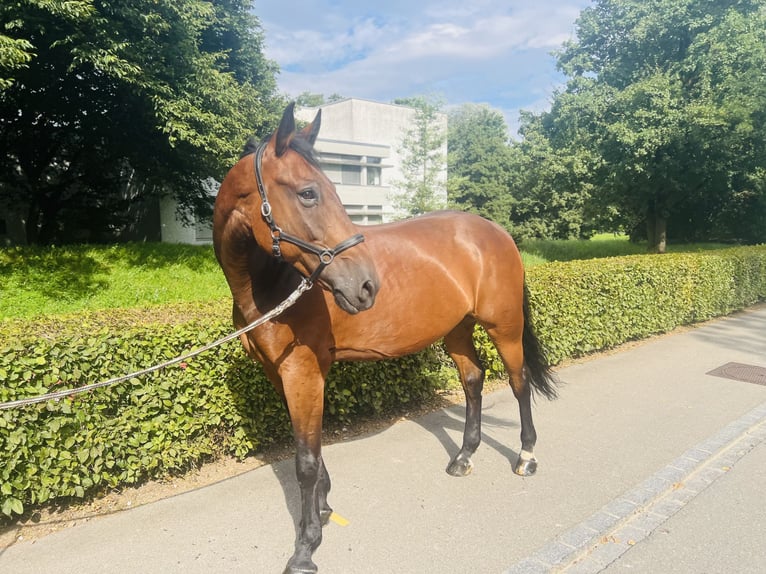 KWPN Wallach 15 Jahre 168 cm Brauner in Dietikon