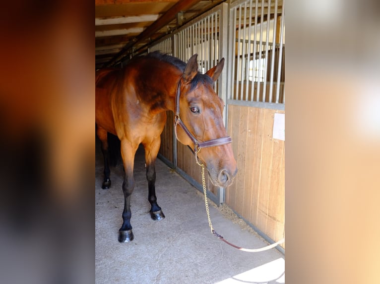 KWPN Wallach 15 Jahre 168 cm Brauner in Dietikon