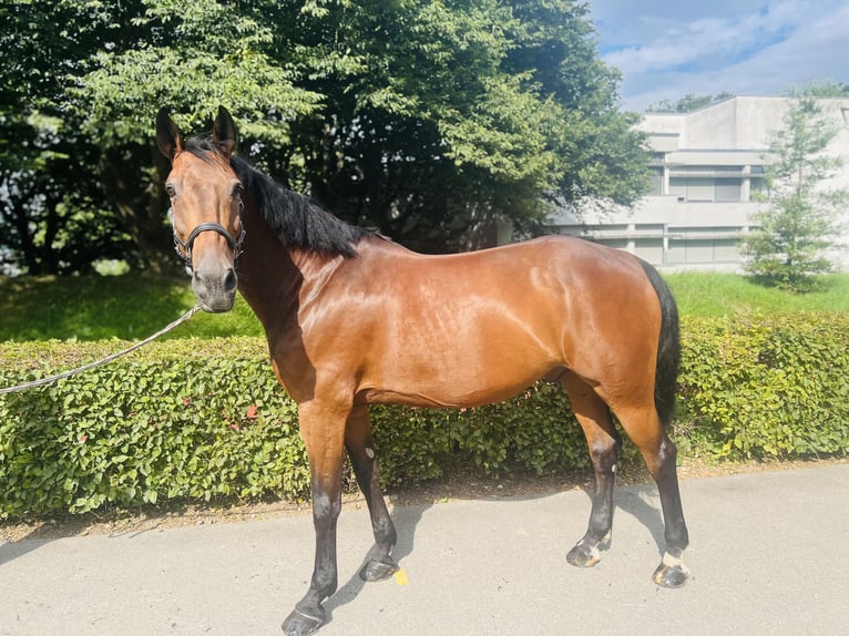 KWPN Wallach 15 Jahre 168 cm Brauner in Dietikon