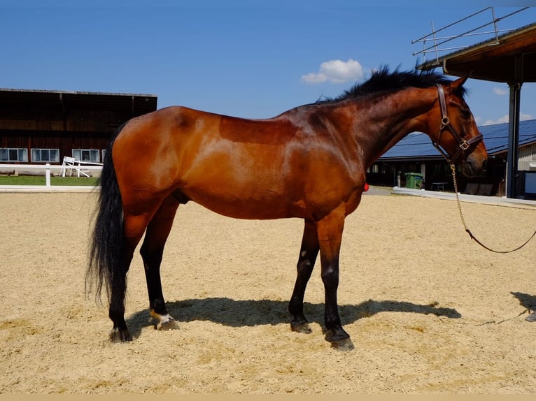 KWPN Wallach 15 Jahre 168 cm Brauner in Dietikon