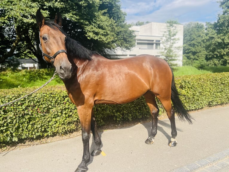 KWPN Wallach 15 Jahre 168 cm Brauner in Dietikon