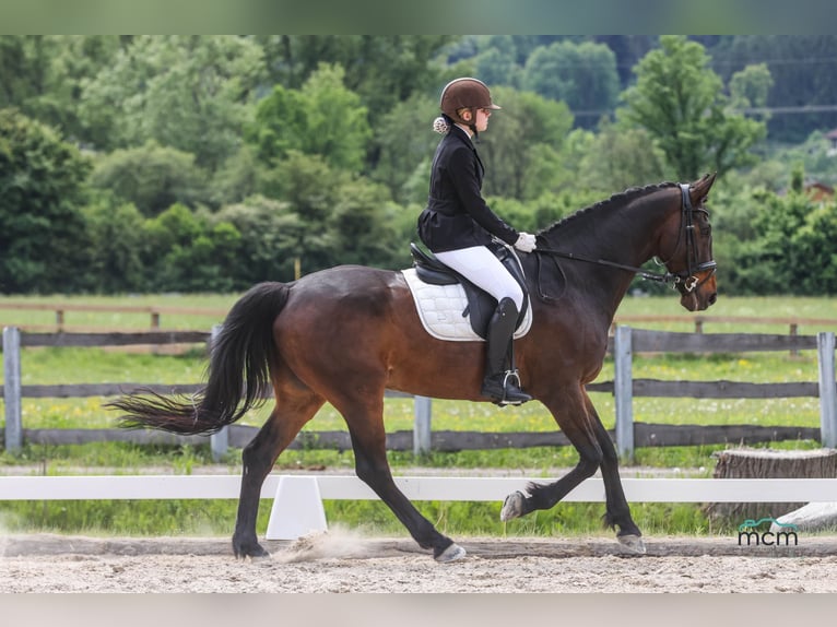 KWPN Wallach 15 Jahre 169 cm Dunkelbrauner in Telfs