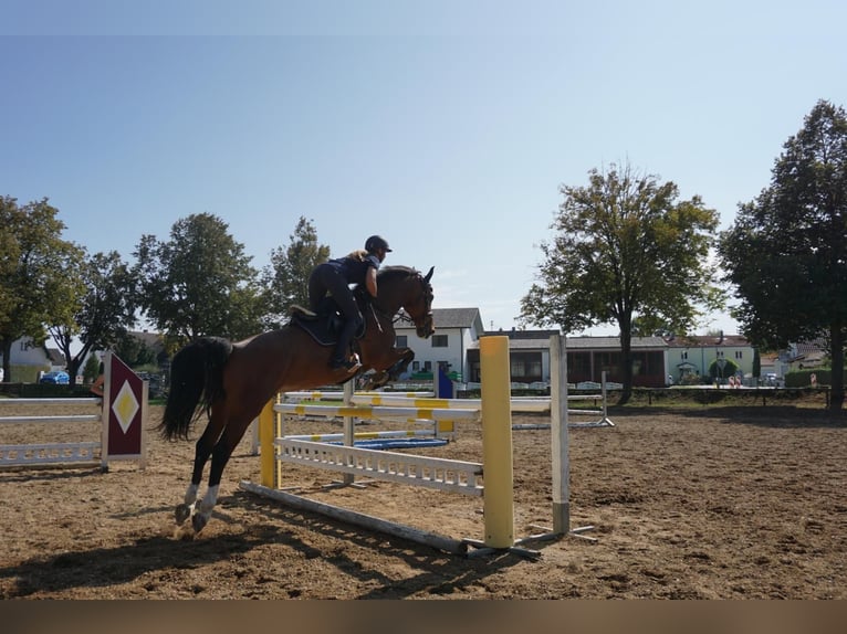 KWPN Wallach 15 Jahre 170 cm Brauner in K&#xF6;sching