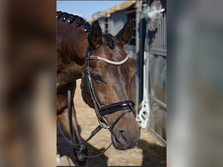 KWPN Wallach 15 Jahre 170 cm Dunkelbrauner in Sabadell