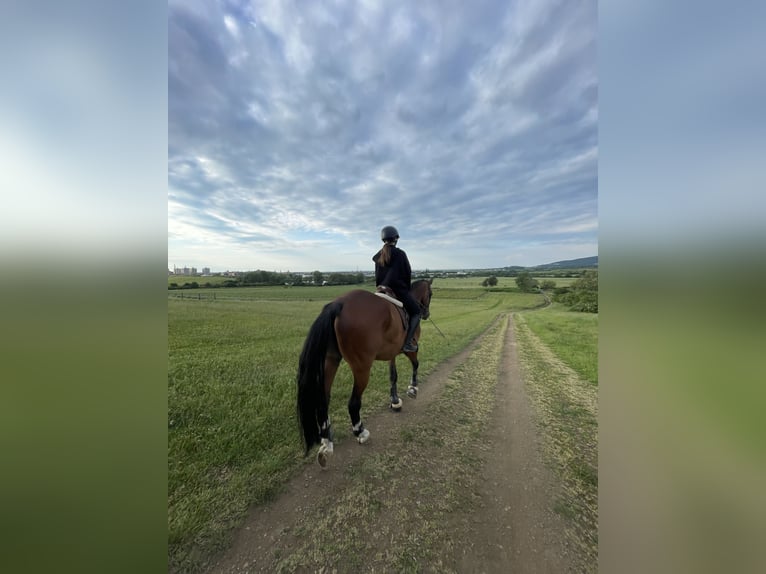 KWPN Wallach 15 Jahre 170 cm Hellbrauner in Senec