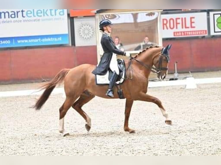 KWPN Wallach 15 Jahre 171 cm Fuchs in Uelsen