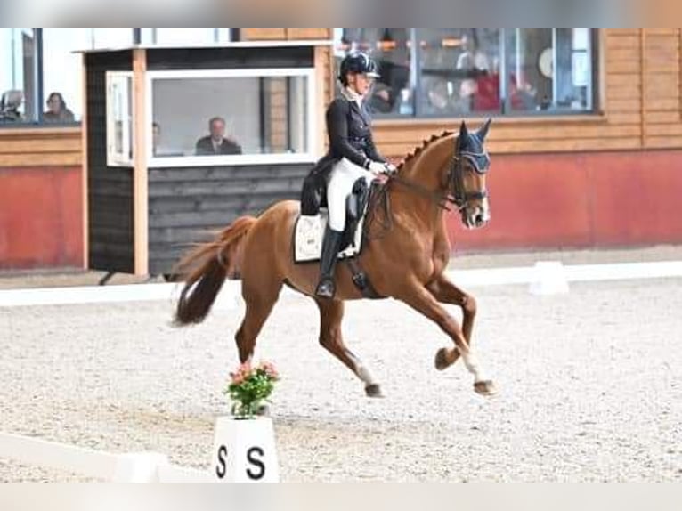 KWPN Wallach 15 Jahre 171 cm Fuchs in Uelsen