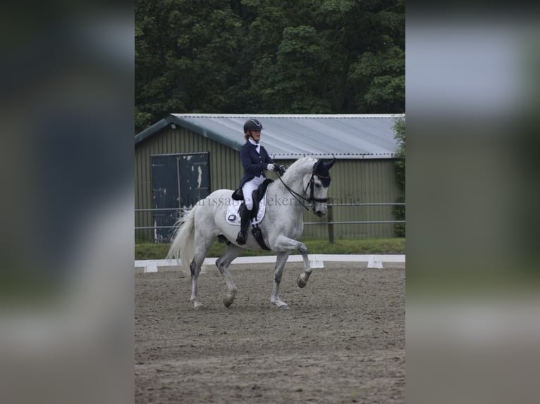 KWPN Wallach 15 Jahre 171 cm Schimmel in Wijdewormer