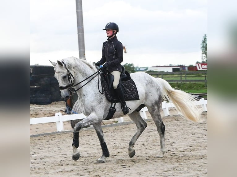 KWPN Wallach 15 Jahre 171 cm Schimmel in Wijdewormer