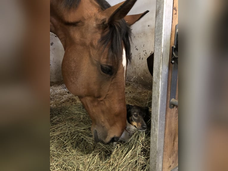 KWPN Wallach 15 Jahre 172 cm Brauner in K&#xF6;sching