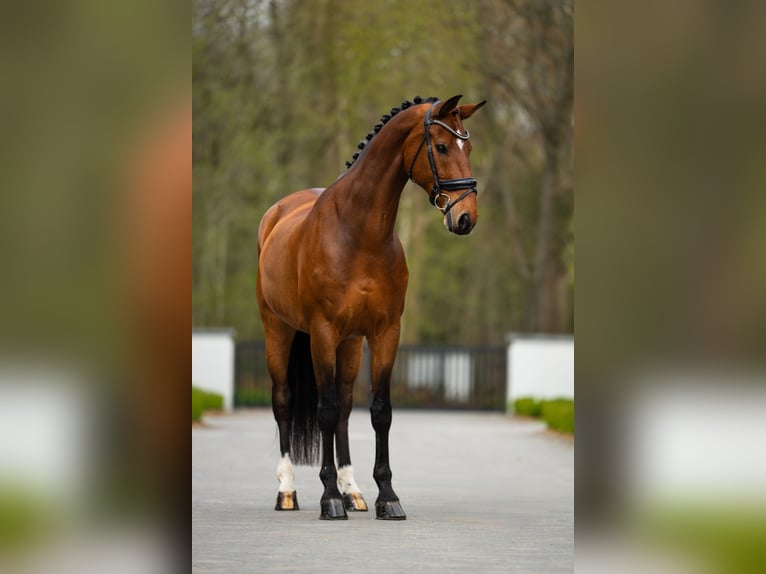 KWPN Wallach 15 Jahre 172 cm Rotbrauner in Mol